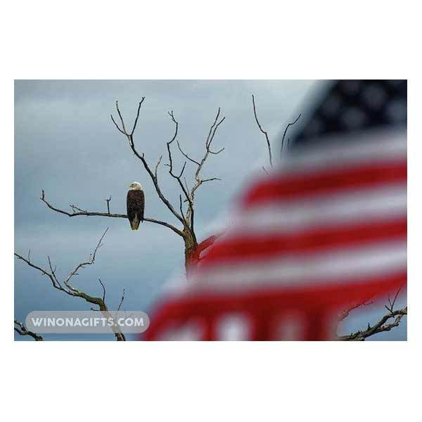 Bald Eagle With American Flag Winona Minnesota - Art Print - Kari Yearous Photography WinonaGifts KetoGifts LoveDecorah